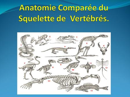 Anatomie Comparée du Squelette de Vertébrés.