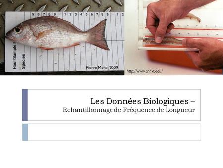 Pierre Meke, 2009 Les Donn é es Biologiques – Echantillonnage de Fréquence de Longueur