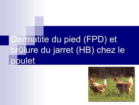 Dermatite du pied (FPD) et brûlure du jarret (HB) chez le poulet