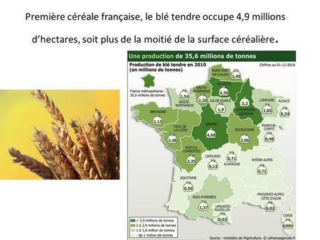 Première céréale française, le blé tendre occupe 4,9 millions d’hectares, soit plus de la moitié de la surface céréalière.