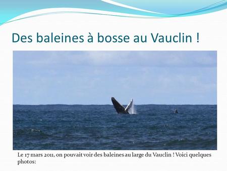 Des baleines à bosse au Vauclin !