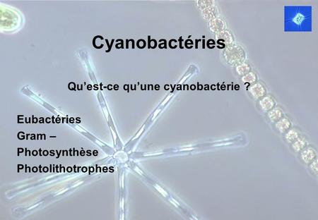 Qu’est-ce qu’une cyanobactérie ?