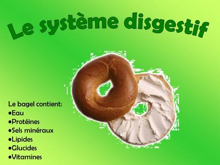 Le système disgestif Le bagel contient: Eau Protéines Sels minéraux