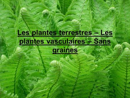 Les plantes terrestres – Les plantes vasculaires – Sans graines