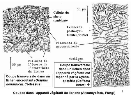 Cellules du photo-symbionte