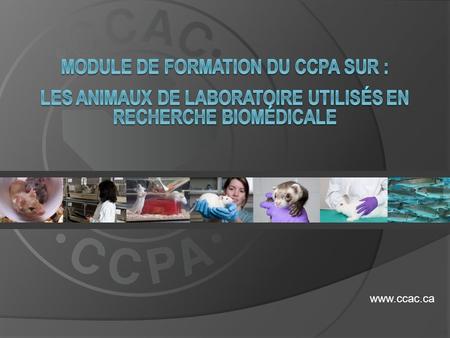 MODULE DE FORMATION DU CCPA sur : les animaux de laboratoire utilisés en recherche biomédicale www.ccac.ca.