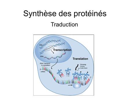 Synthèse des protéinés