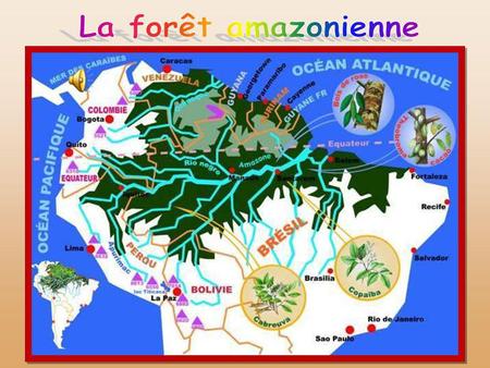 Traversée parle fleuve « Amazone » la forêt amazonienne est surnommée le »poumon de la planète ».