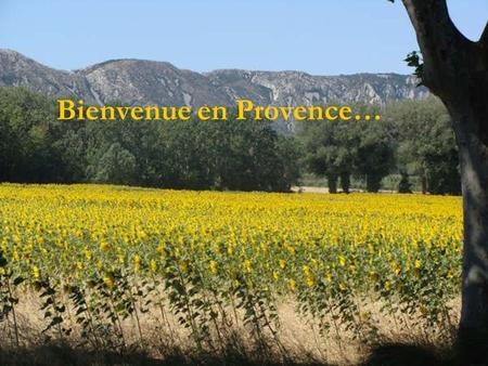 Bienvenue en Provence…. et en Camargue Dans un écrin de verdure.
