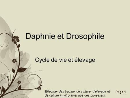 Daphnie et Drosophile Cycle de vie et élevage