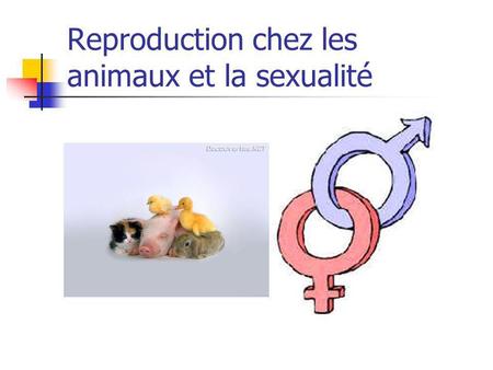 Reproduction chez les animaux et la sexualité