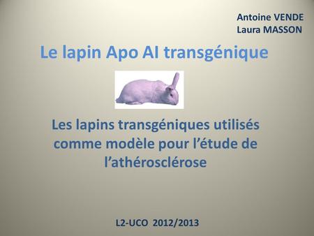 Le lapin Apo AI transgénique