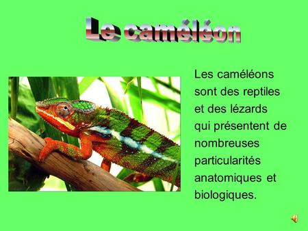 Le caméléon Les caméléons sont des reptiles et des lézards qui présentent de nombreuses particularités anatomiques et biologiques.