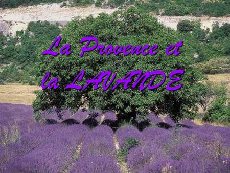 La Provence et la LAVANDE