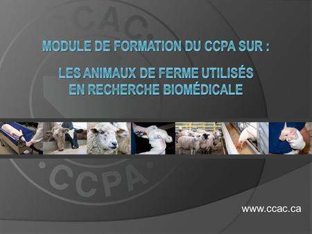 Module de formation du CCPA sur : les animaux de ferme utilisés en recherche biomédicale www.ccac.ca.