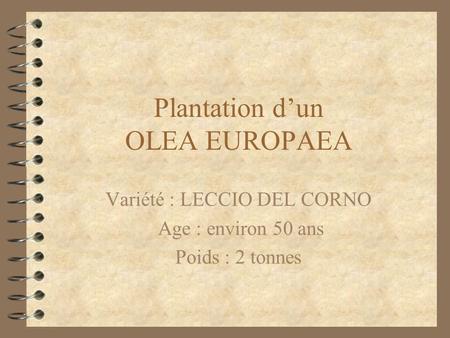 Plantation d’un OLEA EUROPAEA