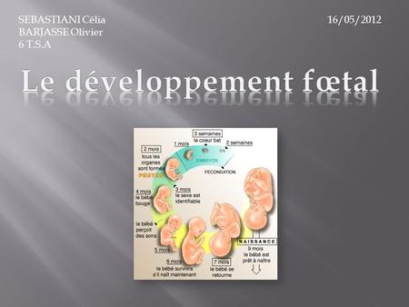 Le développement fœtal