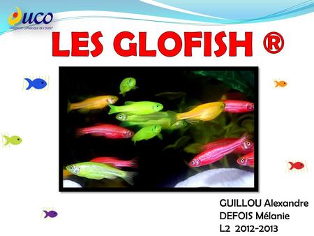 LES GLOFISH ® GUILLOU Alexandre DEFOIS Mélanie L2 2012-2013.