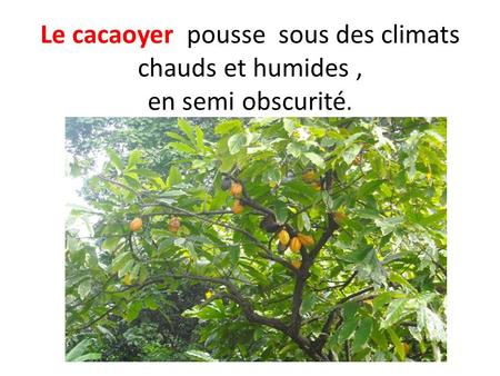 Le cacaoyer pousse sous des climats chauds et humides ,