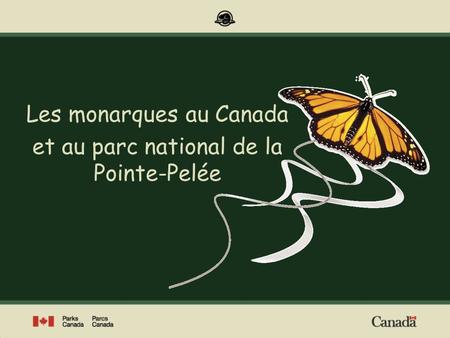 Les monarques au Canada et au parc national de la Pointe-Pelée