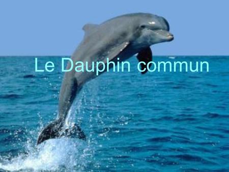 Le Dauphin commun.