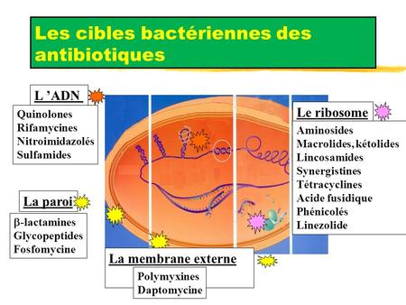 Les cibles bactériennes des antibiotiques