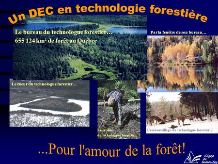 Un DEC en technologie forestière