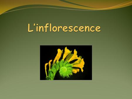 L’inflorescence.