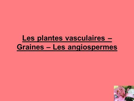 Les plantes vasculaires – Graines – Les angiospermes