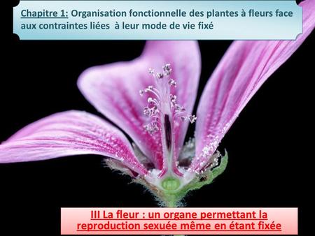 Chapitre 1: Organisation fonctionnelle des plantes à fleurs face aux contraintes liées à leur mode de vie fixé III La fleur : un organe permettant la.