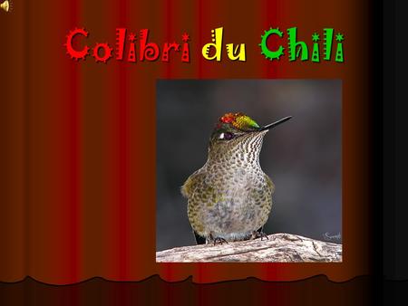 Colibri du Chili.
