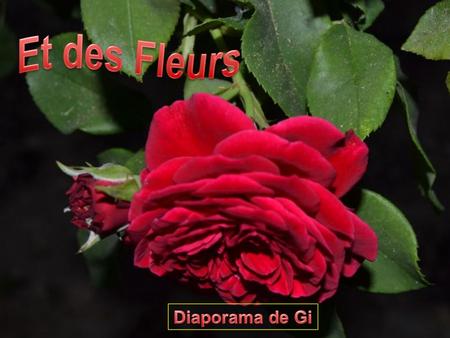 Un simple regard posé sur une fleur et voilà une journée remplie de bonheur.  Céline Blondeau