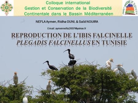 Reproduction de l’ibis falcinelle Plegadis falcinellus en Tunisie