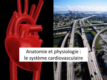 Anatomie et physiologie : le système cardiovasculaire