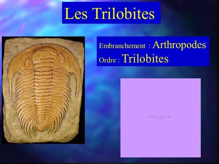 Les Trilobites Embranchement : Arthropodes Ordre : Trilobites.