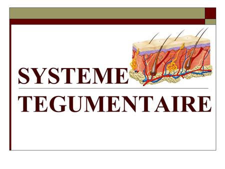 SYSTEME TEGUMENTAIRE.
