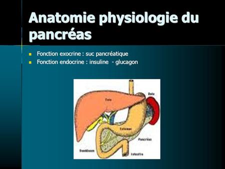 Anatomie physiologie du pancréas