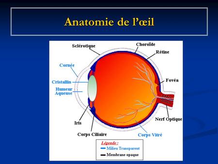 Anatomie de l’œil.