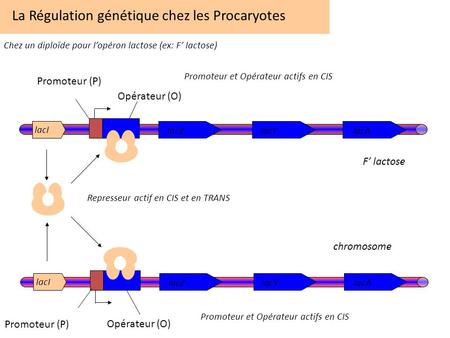 La Régulation génétique chez les Procaryotes