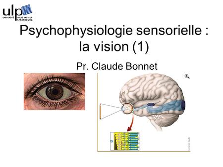 Psychophysiologie sensorielle : la vision (1)