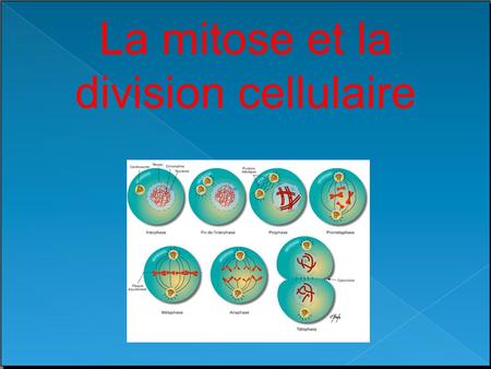 La mitose et la division cellulaire
