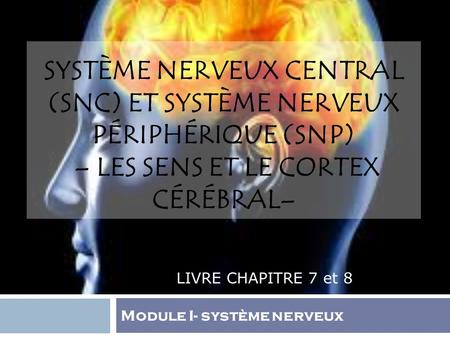 Système nerveux central (SNC) et Système nerveux périphérique (SNP) – Les sens et le cortex cérébral– LIVRE CHAPITRE 7 et 8 Module I- système nerveux.