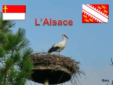 L’Alsace Gary.