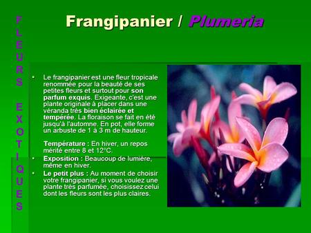 Frangipanier / Plumeria