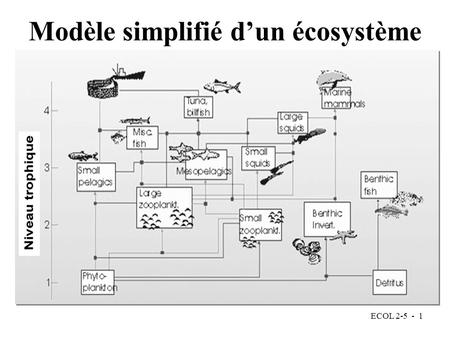 Modèle simplifié d’un écosystème
