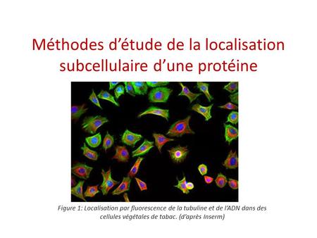 Méthodes d’étude de la localisation subcellulaire d’une protéine