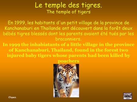 Wat Pha Luang Ta Bua Le temple des tigres. The temple of tigers En 1999, les habitants d'un petit village de la province de Kanchanaburi en Thailande ont.