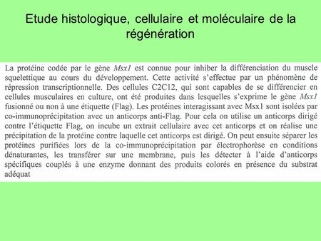 Etude histologique, cellulaire et moléculaire de la régénération