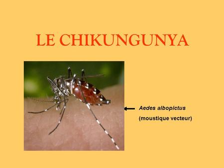 LE CHIKUNGUNYA Aedes albopictus (moustique vecteur)