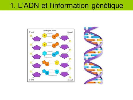 1. L’ADN et l’information génétique